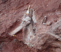 upper arm bone and ribs of Rukwatitan in a cliff; with a 2-inch brush is for scale.